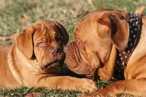 世界十大护卫犬 加纳利犬比藏獒还猛，第一养起来很贵