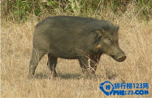 世界上十种最具特色的猪  最大的猪重达1800斤