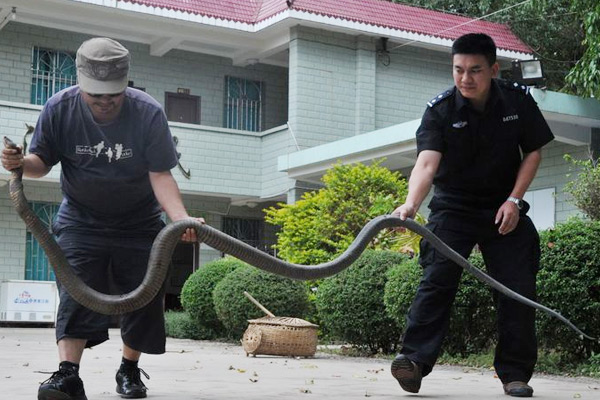 世界体型最大的毒蛇 眼镜王蛇