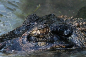 亚马逊河流中最可怕的十大动物排行榜