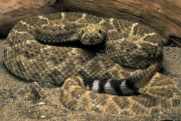 世界体型最大的毒蛇 东部菱斑响尾蛇