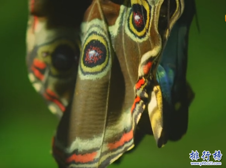 世界上最大的蝴蝶：传说中的蓝默蝶竟是最大的蝴蝶