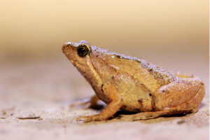 世界上两栖动物中数量最多的青蛙,姬蛙（有65属超过300种）