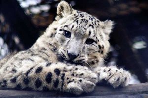 世界十大濒临灭绝的动物 第一被称雪山之王是保护动物