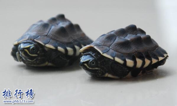 世界上最可爱的乌龟：猪鼻龟大眼萌面(深水龟玩家的最爱)