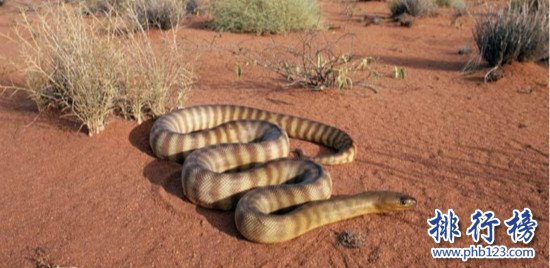 世界上最毒的蛇,细鳞太攀蛇（分泌一次毒液可杀死100名成年人）