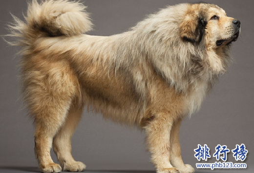 世界十大猛犬，藏獒仅第六，第一不知疼痛！