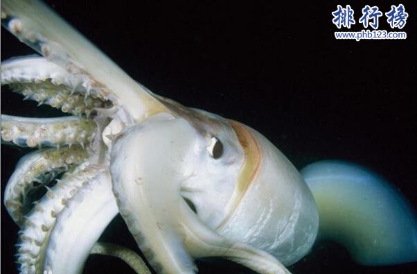 大王酸浆鱿是什么生物?世界上最大的乌贼(体重可达300公斤)