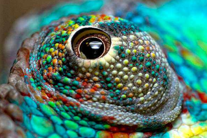 世界最奇特的十大动物的眼睛 感受不一样的视觉世界