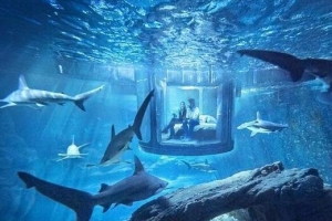 世界上最刺激的水下卧室：与鲨鱼零距离同眠