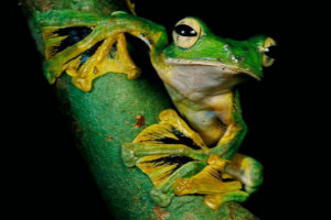 世界上最特别的青蛙,飞蛙是树上的跳跃者（华莱士飞蛙/黑掌树蛙）