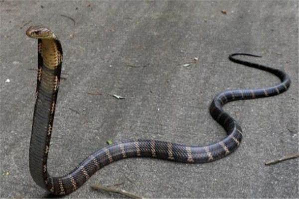 世界十大毒蛇 非洲树蛇外形很惊艳，第五0.02毫克便会致命