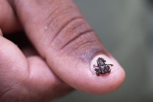 世界最小的生物 最小还没有指甲大
