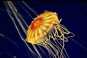 世界十大最美丽水母 第一颜色多变第十发光明显