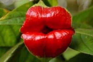 世界上最奇特的花，你没见过的裸男兰嘴唇花