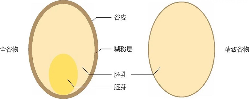 糊粉层是什么