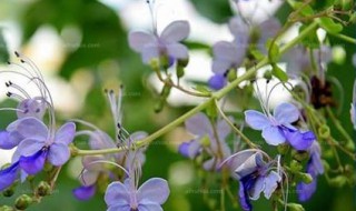 蓝蝴蝶花泡水喝的功效