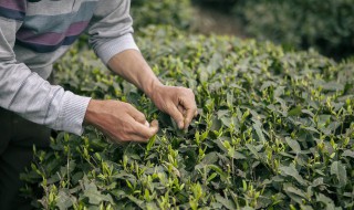 土楼铁观音茶什么季节喝好 铁观音茶几月份的好