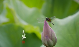 大暑节气的风俗食物