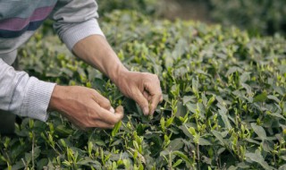 伏茶什么季节喝好（夏天喝什么茶）